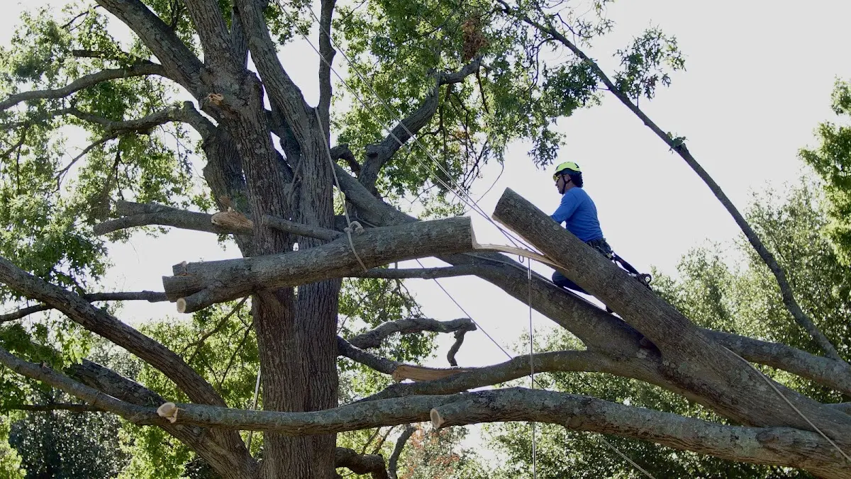 Professional Crown Thinning performed by certified arborists in Meredosia