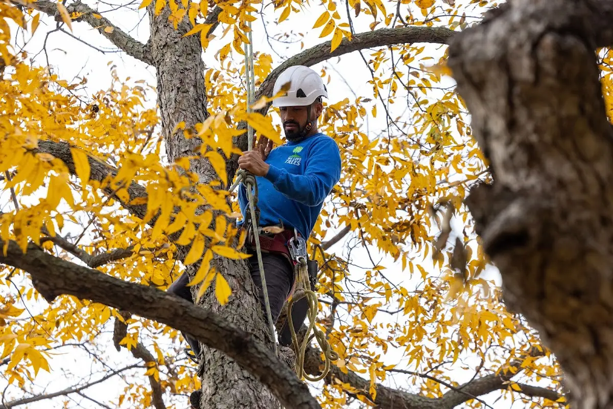 Skilled Tree Planting crew working in Meredosia